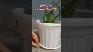 gardening plants snakeplant sansevieria Hahnii🌱❤️ [upl. by Enilorac975]