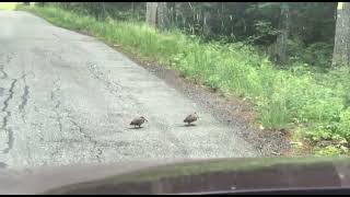 WOODCOCKS DANCING And CROSSING THE ROAD😄😄 [upl. by Mayap814]