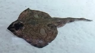 Flatfish [upl. by Moersch]