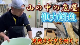 【熊本県 馬見原】釣れた天然ウナギを捌いてもらいに行ってきた！他力鮮魚うなぎ 捌き方 五ヶ瀬川 [upl. by Houston]