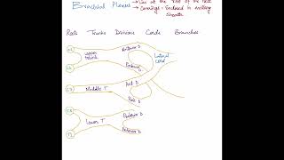 Brachial Plexus made easy  USMLE  PLAB  Medical school [upl. by Eissalc551]