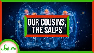 An Ode to Salps Our Gelatinous Marine Cousins [upl. by Manville448]