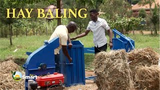 Hay Making or Baling Process  Suitable crops for making hay Cattle Farming ep3 [upl. by Ettenajna]