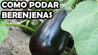 Como Podar las Berenjenas  La Huerta de Ivan [upl. by Nellir]