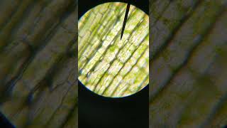 Chloroplasts moving inside a leaf under a microscope [upl. by Weinberg]