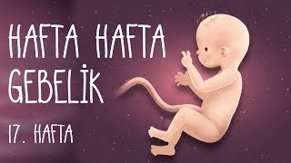 Hafta Hafta Gebelik 17 hafta [upl. by Lilllie]