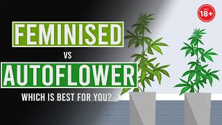 AutoFlowering vs Feminised Which is best for you [upl. by Atteuqehs]