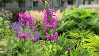 Stachys Summer Romance Betony  Easy to Grow perennial with strong sturdy spikes of color [upl. by Gherardo]