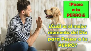 ¿CUÁL ES EL MEJOR MOMENTO DEL DÍA PARA PASEAR A UN PERRO [upl. by Damara]