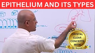 Epithelium and its Types🩺 [upl. by Piane]