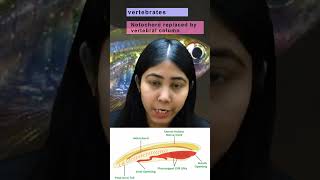 Phylum Chordata  Explanation of Characteristics Classification amp Diagram  Biology  Adhyayanta [upl. by Notlrahc927]