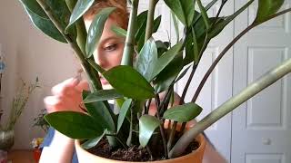 You Are My Plant ASMR watering brushing leaves soft spoken [upl. by Enyahc]