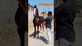 Stallion 🌟BlackShaan🌟DNA Qualifies💥💥Sired By Dilshaan ji pintu khatik udaipur Rajasthan [upl. by Leahcimal]