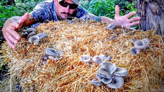 How To Grow Mushrooms The EASY Way No Sterilization [upl. by Rolyks811]