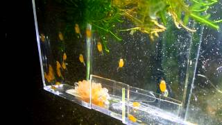 Bristlenose Pleco wigglers [upl. by Irrep]