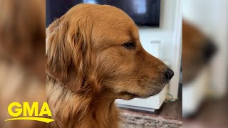 Golden Retriever has most dramatic reaction to learning parents are going on vacation [upl. by Ettelohcin]