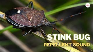 Stink Bug Repellent Sound [upl. by Magavern]