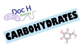 OCR ALevel Biology  Carbohydrates 212 Biological Molecules [upl. by Nairadas]