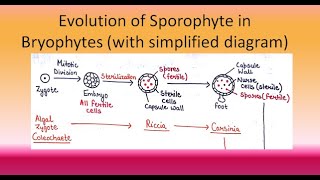 Evolution of Sporophyte in Bryophytes  For BSc and MSc ALL ABOUT BIOLOGY  BY JYOTI VERMA [upl. by Gilda]