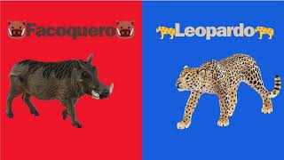 Facoquero vs Leopardo Duelo animal [upl. by Egreog42]