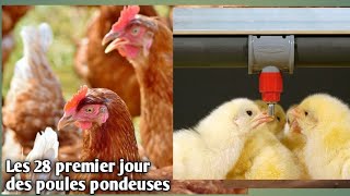 Comment Élever les poules pondeuses du premier jour au 28 ème jour  chauffage des poussins Pontes [upl. by Cotter5]