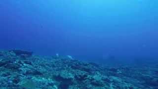 Mooloolaba Barwon Banks Gopro Underwater [upl. by Nunnery]