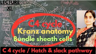 C4 pathway Hatch amp slack pathway kranz  bundle sheath cells XI biology most easy explanationNEET [upl. by Meletius]