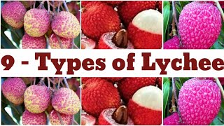 9 types of lychee  lychee  types of lychee  lychee Catagory [upl. by Falo37]