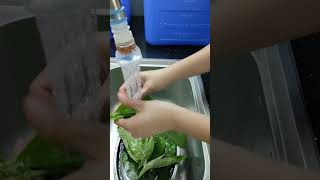 HOW TO MAKE SAMBONG TEA FROM LEAVES [upl. by Nirred30]