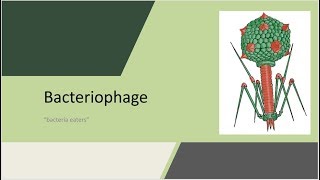 Bacteriophage Bacteria eaters revised version [upl. by Ailel831]