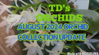 August 2024 ORCHID COLLECTION UPDATE [upl. by Maida]