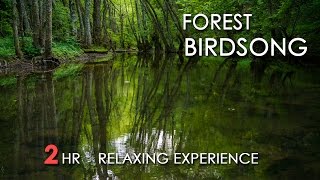 Forest Birdsong  Relaxing Nature Sounds  Birds Chirping  REALTIME  NO LOOP  2 Hours  HD 1080p [upl. by Amled203]