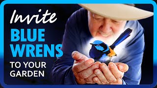 How to Attract Beautiful Blue Wrens to your Garden in WA [upl. by Naesad]