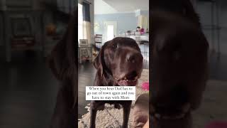 Dog is upset about Dad funnylabradorpuppy dog labradorpuppy labradorretriever funnydogshorts [upl. by Aneeres]