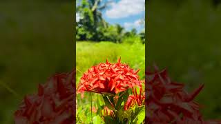 Red color flowers fresh feel sometimes nature shortsvideo shortsfeed flowers shorts [upl. by Huey855]