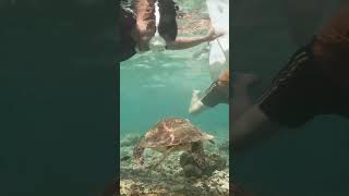 Turtle Watching in Panagsama Beach Moalboal Cebu [upl. by Day]