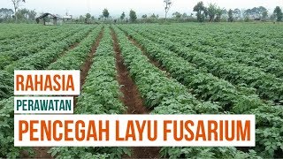 CARA MEMACU PERTUMBUHAN KENTANG [upl. by Khan]