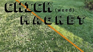 How I Dealt W CHICKWEED In The New Turf [upl. by Ainit]