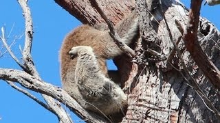 How much can a Koala Bear Cute and funny video [upl. by Ali]