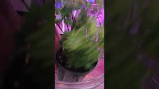 Ming Aralia Peacock Fern Zygo Cactus 🌵 [upl. by Nagrom]