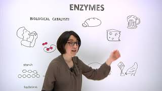 What are enzymes [upl. by Magill]