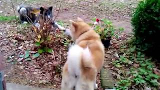 Akita dog jumping like kangaroo [upl. by Enomas]