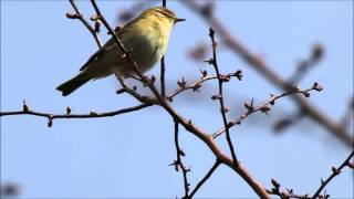 Willow Warbler Phylloscopus trochilus song [upl. by Novoj]