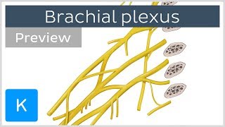 All About the Brachial Plexus preview  Human Anatomy  Kenhub [upl. by Ynohtnacram]