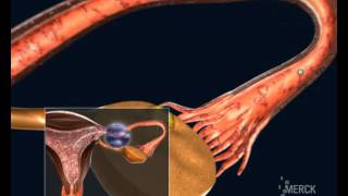 Ovulation to Conception and Fertilization of the Ovum [upl. by Haskell148]