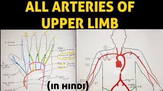 Arteries of Upper Limb  Axillary Artery  Brachial Artery  Ulnar Artery  Radial Artery [upl. by Onateyac]