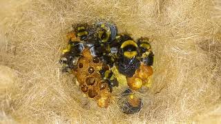 Bombus argillaceus nest 2024 [upl. by Korney]