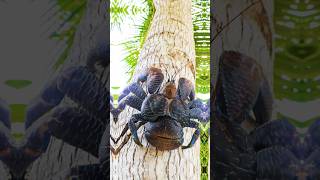 Meet the Coconut Crab Natures Giant [upl. by Nyrmak668]