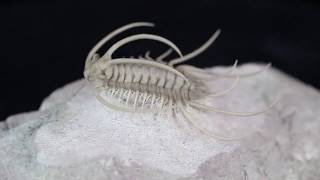 Insane Boedaspis Trilobite From FossilEracom [upl. by Semajwerdna549]