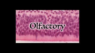 Olfactory System [upl. by Sakiv347]